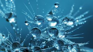 Water drops