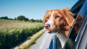 A dog enjoying a car ride